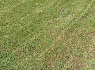 Cleanups by Brenden Henderson for Marie H. in Riverside, CA