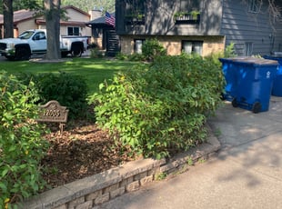 Bush Trimming by Don Hansen for Lynn M. in Coon Rapids, MN