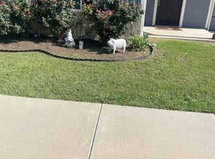 Raelene C.'s Flower Bed Weeding service result
