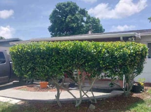 Sally P.'s Bush Trimming service result