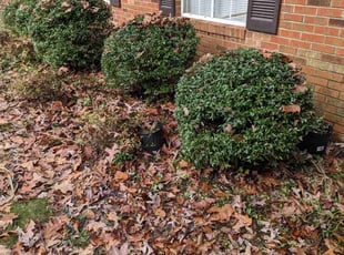 Bush Trimming by Zachary Schwarz for Maria T. in Charlotte, NC