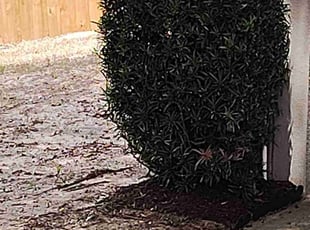 Mulching by Robert Nelams for Jane L. in Clermont, FL