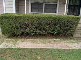 Bush Trimming by Kevin (Jesus) Valencia for Sabrina B. in Denton, TX