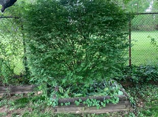 Bush Trimming by Michael Smith for Aaron S. in Parkville, MD