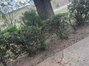 Bush Trimming by Shemack Mills for Kerry T. in Shreveport, LA