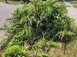 Jeff B.'s Bush Trimming service result