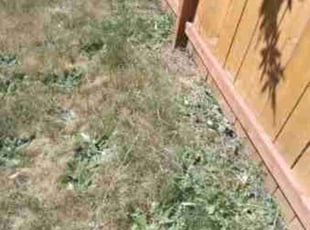 Bush Trimming by John GABALDON for William H. in Portland, OR