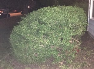 Bush Trimming by Shamika Barnes for Christine J. in Virginia Beach, VA