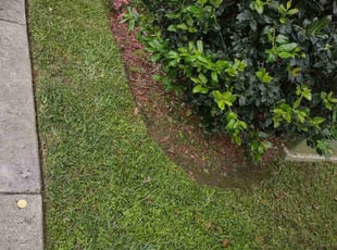 Weeding by Gray Allen for Rebecca F. in New Orleans, LA