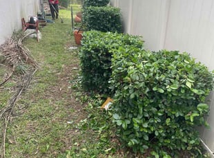 Bush Trimming by Michael Van Deest for Amelia C. in Oviedo, FL