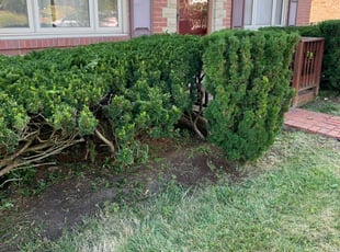 Bush Trimming by Schonce Slappy for Michael M. in Pittsburgh, PA