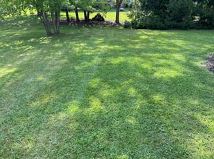 David T.'s Lawn Care service result