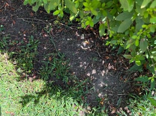 Weeding by Brian Flowers for Steve D. in Simpsonville, SC