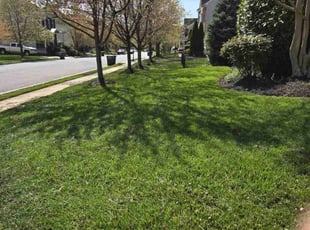 Shelley B.'s Lawn Care service result