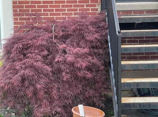Bush Trimming by Donald Conley for Kwame G. in Chicago, IL