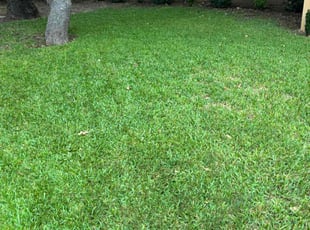Kaylee C.'s Yard Cutting service result