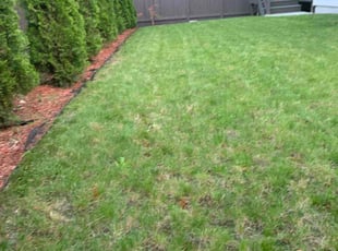 Velvet F.'s Lawn Care service result