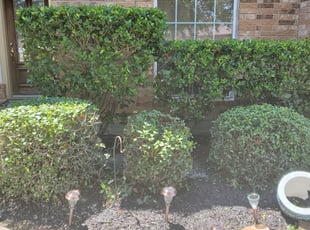 Bush Trimming by Domingo Rosas for Yevonne W. in Spring, TX