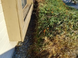 Bush Trimming by Daniel Sullivan for Walker B. in Roseville, CA