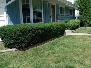 Bush Trimming by Archie Lockwood for Lender S. in Milwaukee, WI