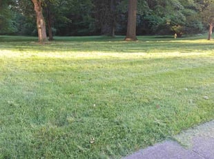David V.'s Grass Cutting service result