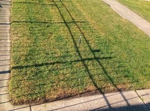 Shawne M.'s Grass Cutting service result