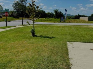 Paul B.'s Grass Cutting service result