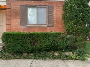 Bush Trimming by Justin Lawrence for Mike P. in Cincinnati, OH
