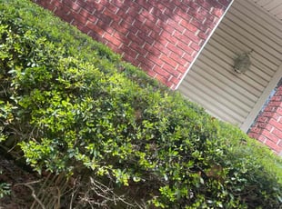 Bush Trimming by Curtis Stewart for Janine K. in Sherwood, AR