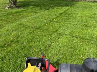 Kayla S.'s Lawn Mowing Service service result