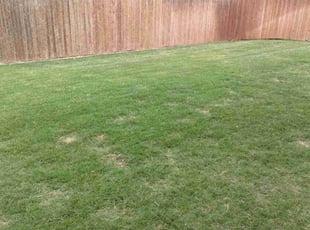 Simeon H.'s Lawn Mowing service result