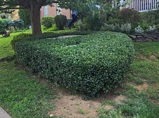Bush Trimming by Rose Valle for Ray H. in Springfield, VA