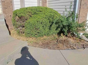 Bush Trimming by William Beacham for Khalid S. in Park City, KS