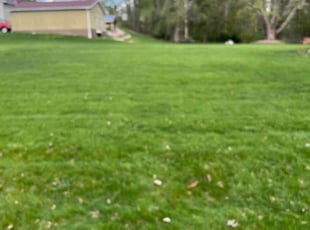 Kai H.'s Lawn Mowing service result