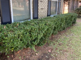 Bush Trimming by Hayes Thompson for Lorraine B. in Summerville, SC