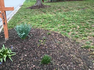 Weeding by Caleb Patton for David H. in Cincinnati, OH