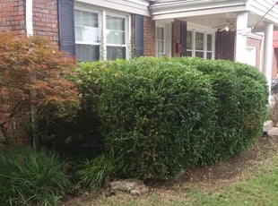 Bush Trimming by Demetrius Curry for Justin D. in Tulsa, OK