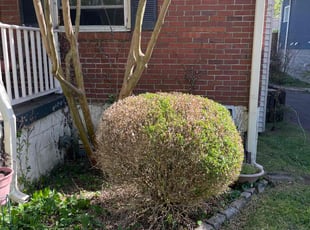 Bush Trimming by Lorenzo Tucker for Clara B. in Nashville, TN