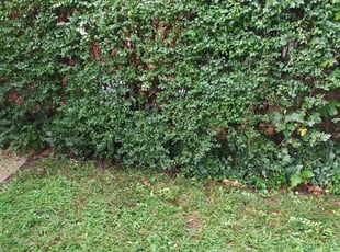 Bush Trimming by Garba Seydou for Daniel F. in Washington, DC