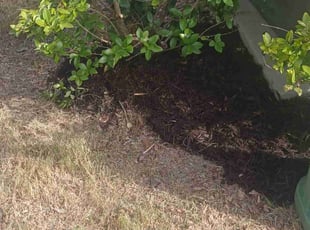 Mulching by Miguel Rojas for Ryan J. in San Antonio, TX