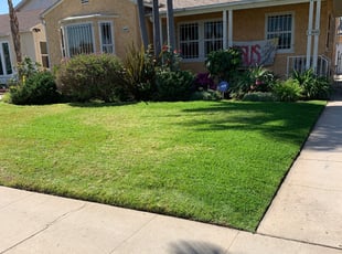 Bush Trimming by William Mendoza for Marilyn W. in Inglewood, CA