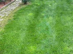 Jennifer H.'s Lawn Service service result