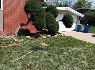 Bush Trimming by Tom Davis for Sarai W. in Littleton, CO