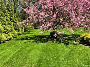 Ty C.'s Lawn Mowing service result