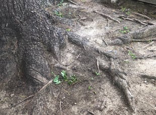 Cleanups by Donald Tucker for Tamia M. in Woodbridge, VA