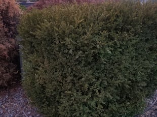 Bush Trimming by Heather Rhea for Cassy W. in Spokane, WA