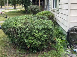 Kerry C.'s Bush Trimming service result