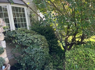 Bush Trimming by Que Landscaping for James J. in Reading, PA