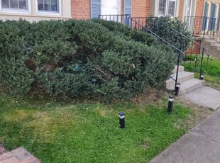 Bush Trimming by Allan Roberts for Regina G. in Vienna, VA