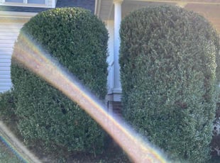 Bush Trimming by Duff Resources for Christiane N. in Midlothian, VA